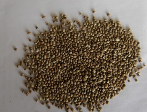 hemp seeds