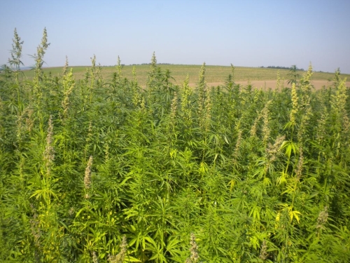 hemp field 3